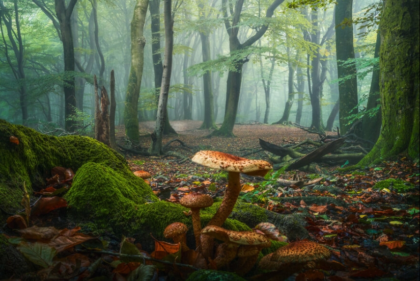 My 12 Photos Of Mushrooms Showing The Magical World Of The Forest That Lies Around Them