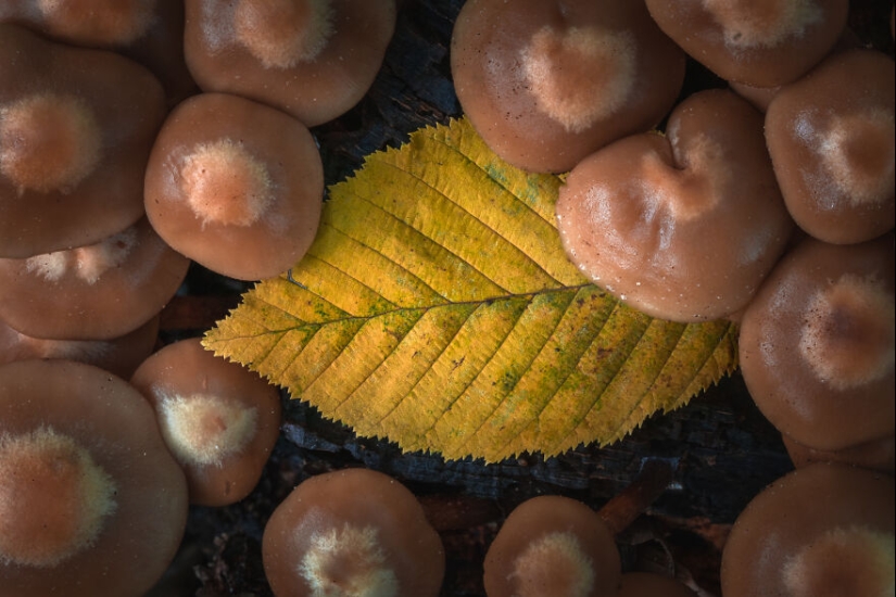 My 12 Photos Of Mushrooms Showing The Magical World Of The Forest That Lies Around Them