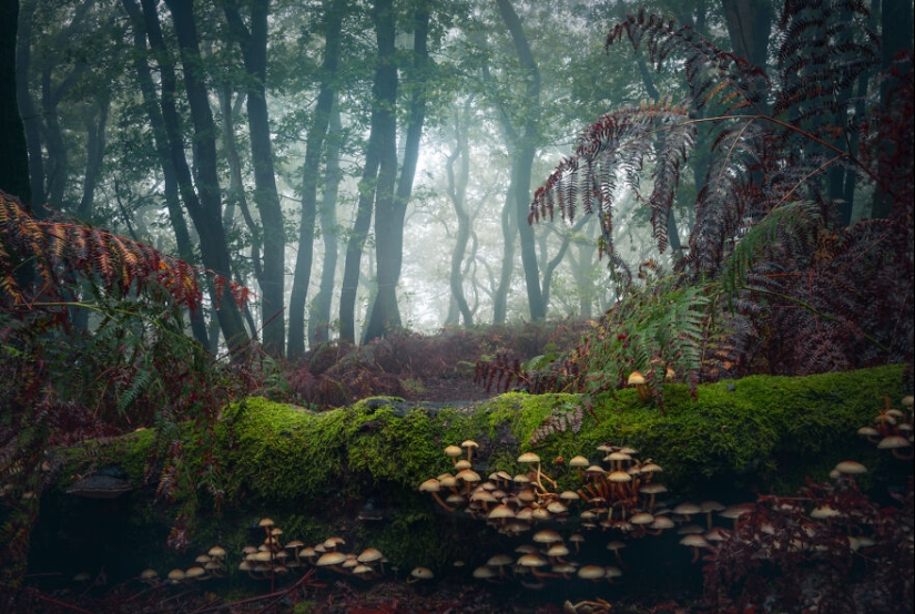My 12 Photos Of Mushrooms Showing The Magical World Of The Forest That Lies Around Them