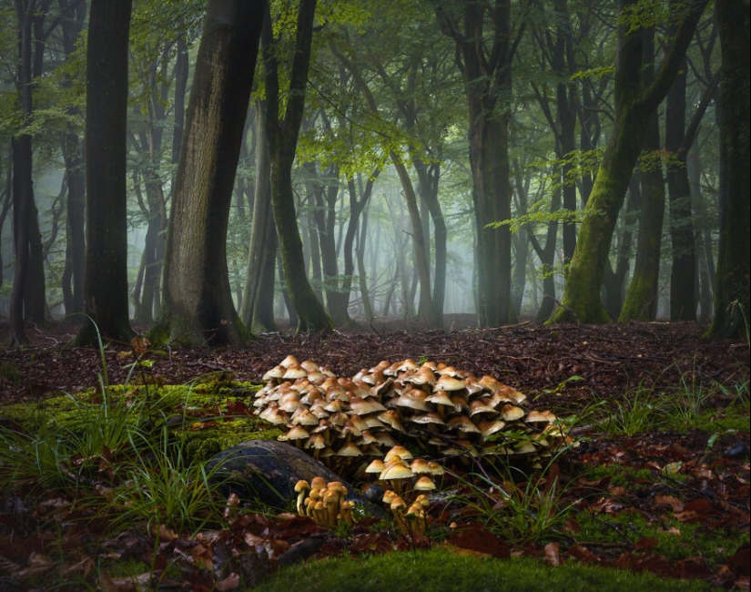 My 12 Photos Of Mushrooms Showing The Magical World Of The Forest That Lies Around Them