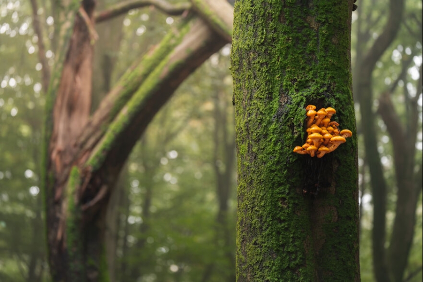 My 12 Photos Of Mushrooms Showing The Magical World Of The Forest That Lies Around Them