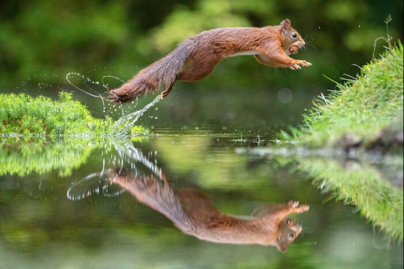 My 15 Photos That Showcase The Gymnastic Skills Of Red Squirrels My 15 Photos That Showcase The Gymnastic Skills Of Red Squirrels