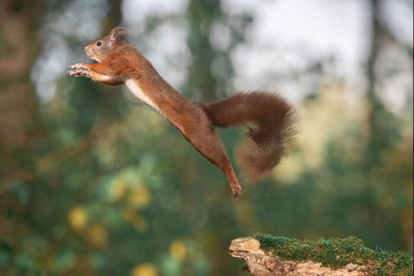 My 15 Photos That Showcase The Gymnastic Skills Of Red Squirrels My 15 Photos That Showcase The Gymnastic Skills Of Red Squirrels