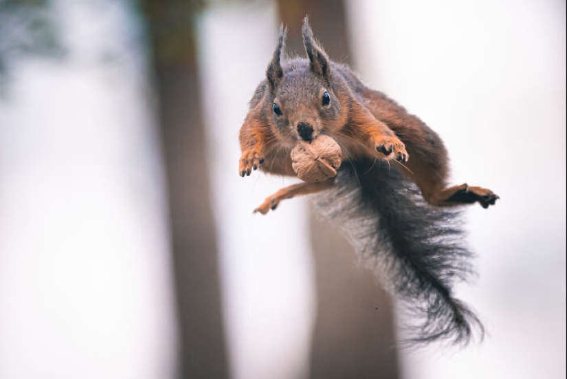 My 15 Photos That Showcase The Gymnastic Skills Of Red Squirrels My 15 Photos That Showcase The Gymnastic Skills Of Red Squirrels