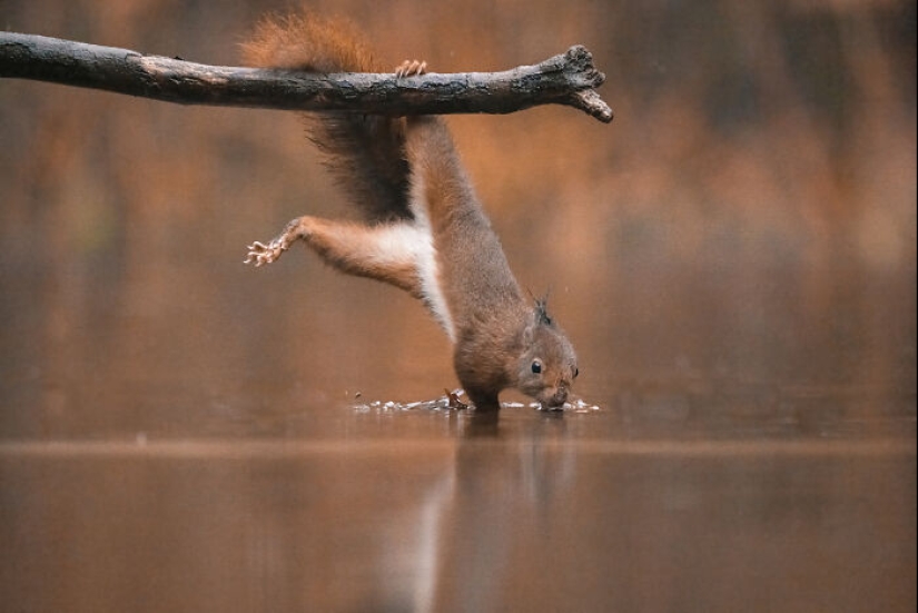 My 15 Photos That Showcase The Gymnastic Skills Of Red Squirrels My 15 Photos That Showcase The Gymnastic Skills Of Red Squirrels