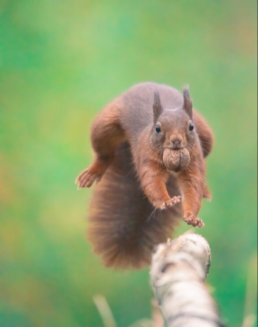 My 15 Photos That Showcase The Gymnastic Skills Of Red Squirrels My 15 Photos That Showcase The Gymnastic Skills Of Red Squirrels