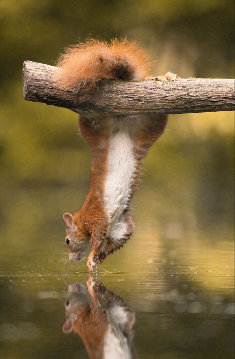My 15 Photos That Showcase The Gymnastic Skills Of Red Squirrels My 15 Photos That Showcase The Gymnastic Skills Of Red Squirrels