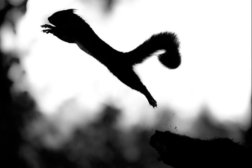 My 15 Photos That Showcase The Gymnastic Skills Of Red Squirrels My 15 Photos That Showcase The Gymnastic Skills Of Red Squirrels