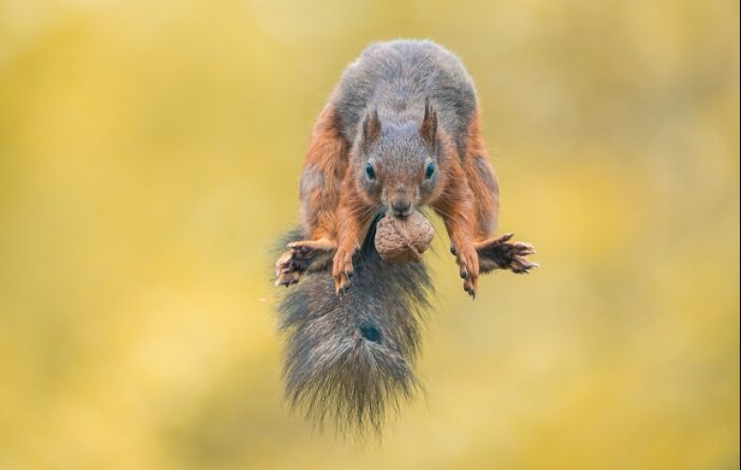 My 15 Photos That Showcase The Gymnastic Skills Of Red Squirrels My 15 Photos That Showcase The Gymnastic Skills Of Red Squirrels