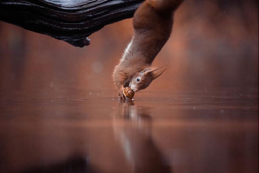 My 15 Photos That Showcase The Gymnastic Skills Of Red Squirrels My 15 Photos That Showcase The Gymnastic Skills Of Red Squirrels