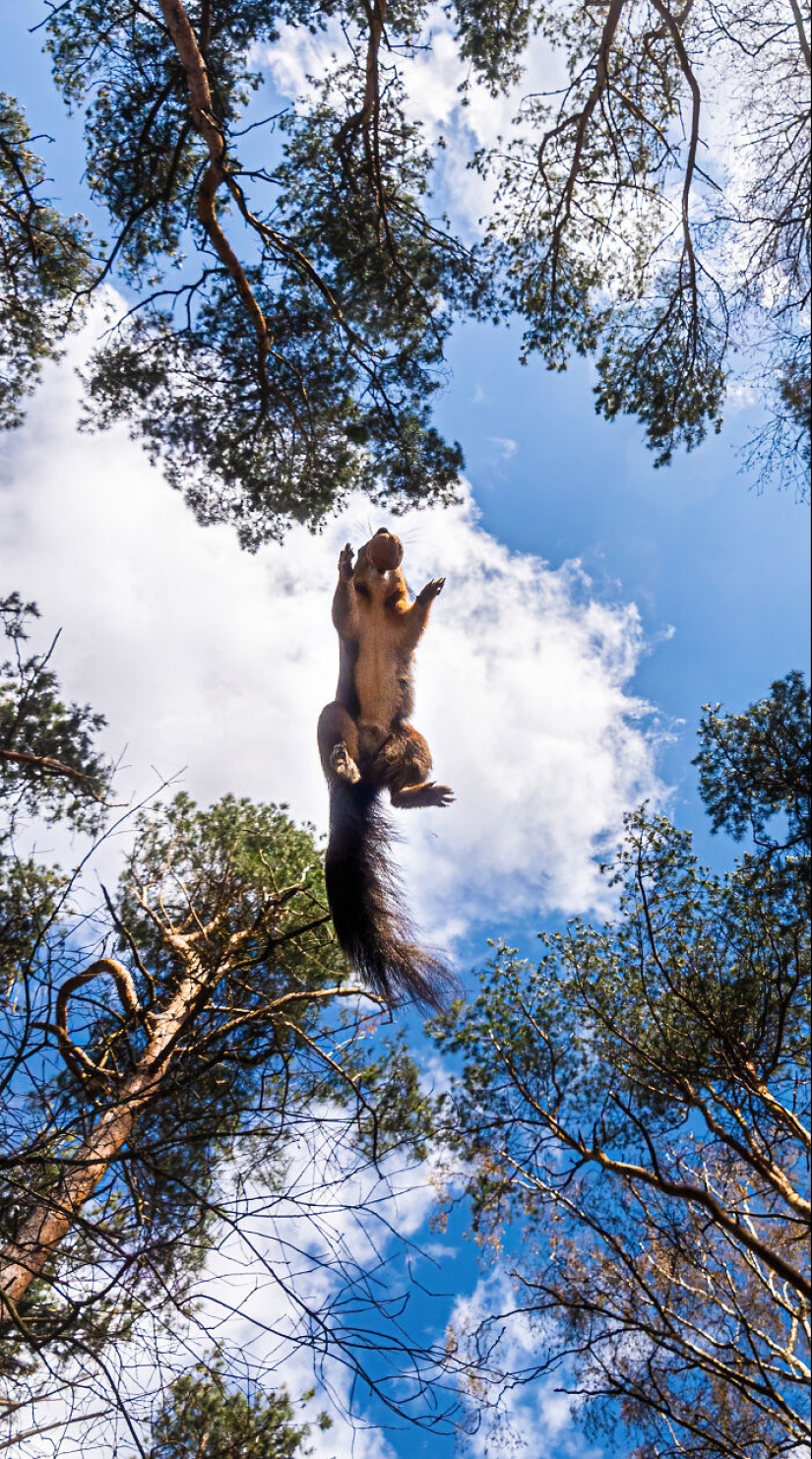 My 15 Photos That Showcase The Gymnastic Skills Of Red Squirrels My 15 Photos That Showcase The Gymnastic Skills Of Red Squirrels