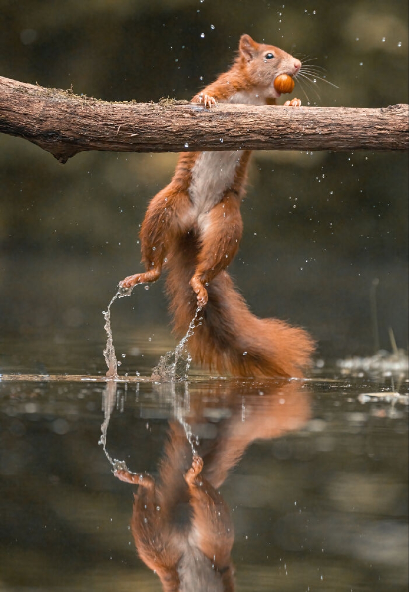 My 15 Photos That Showcase The Gymnastic Skills Of Red Squirrels My 15 Photos That Showcase The Gymnastic Skills Of Red Squirrels