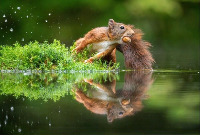 My 15 Photos That Showcase The Gymnastic Skills Of Red Squirrels My 15 Photos That Showcase The Gymnastic Skills Of Red Squirrels