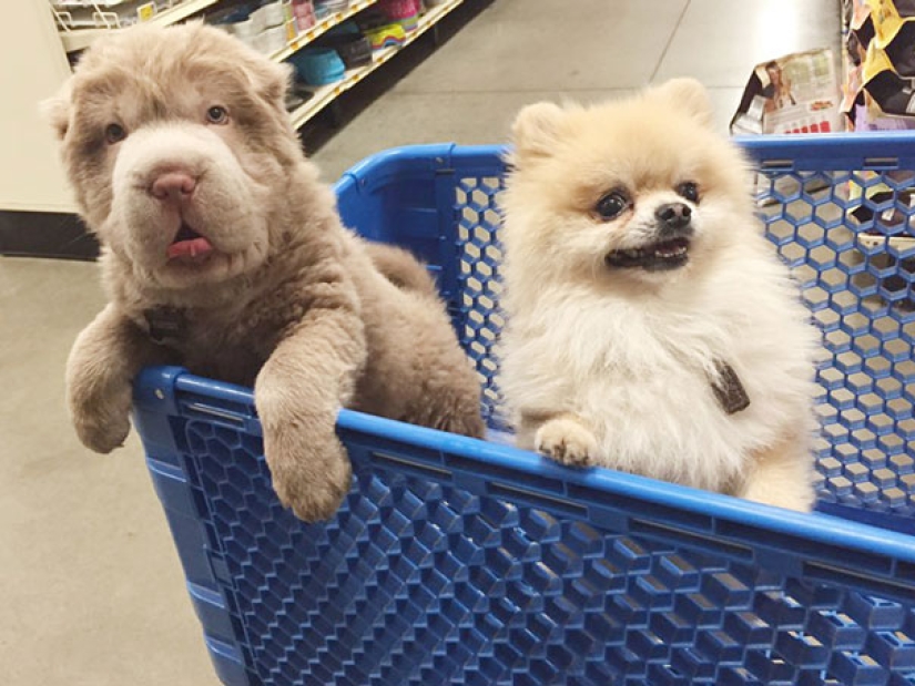 My dog has more friends than me!