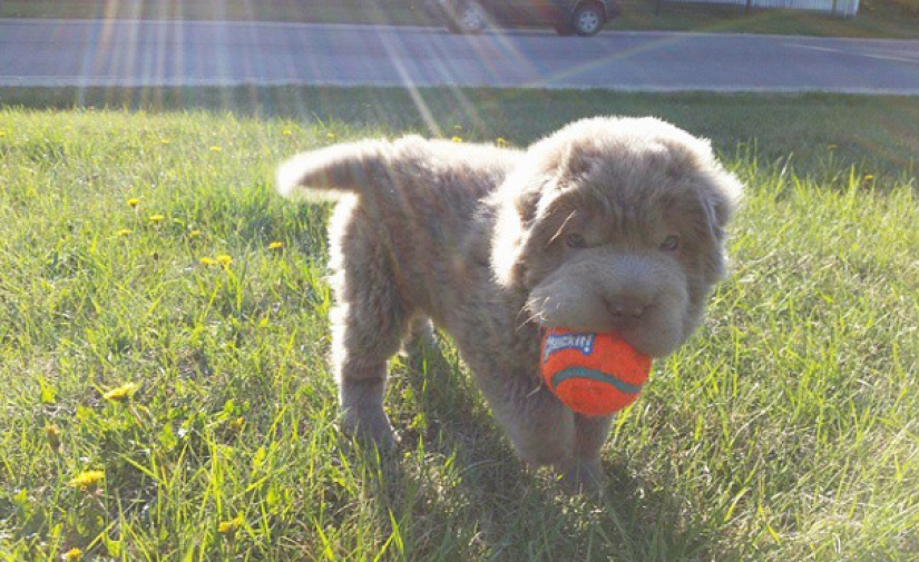My dog has more friends than me!