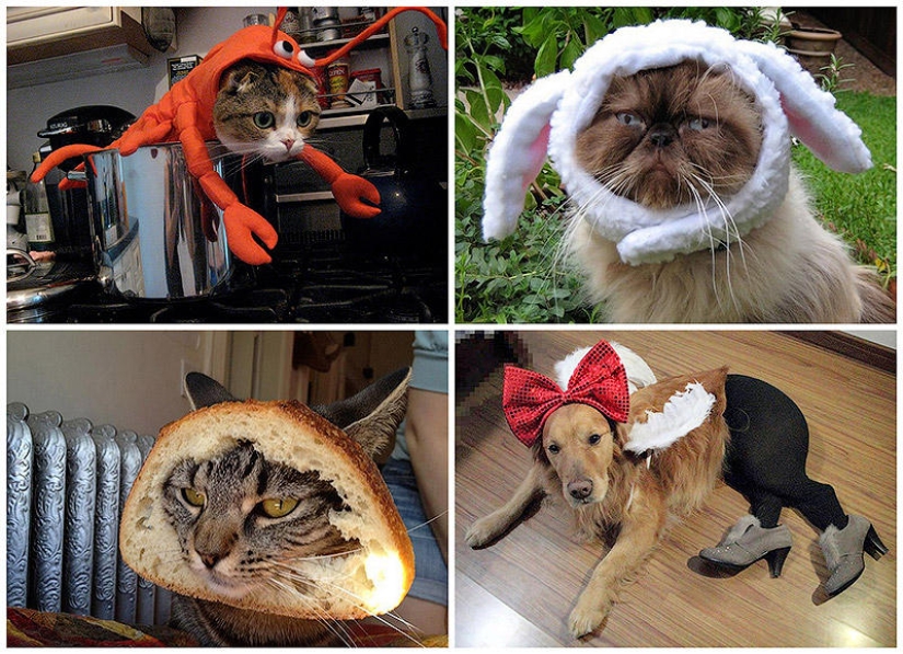 My master is an idiot!