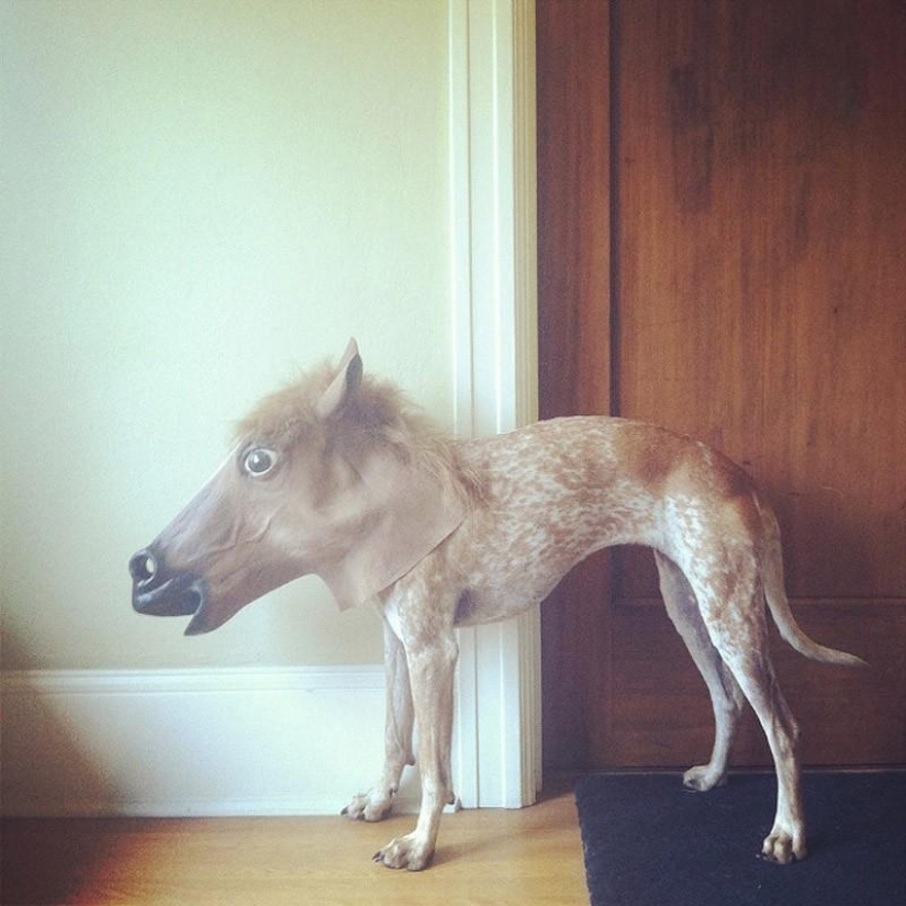 My master is an idiot!