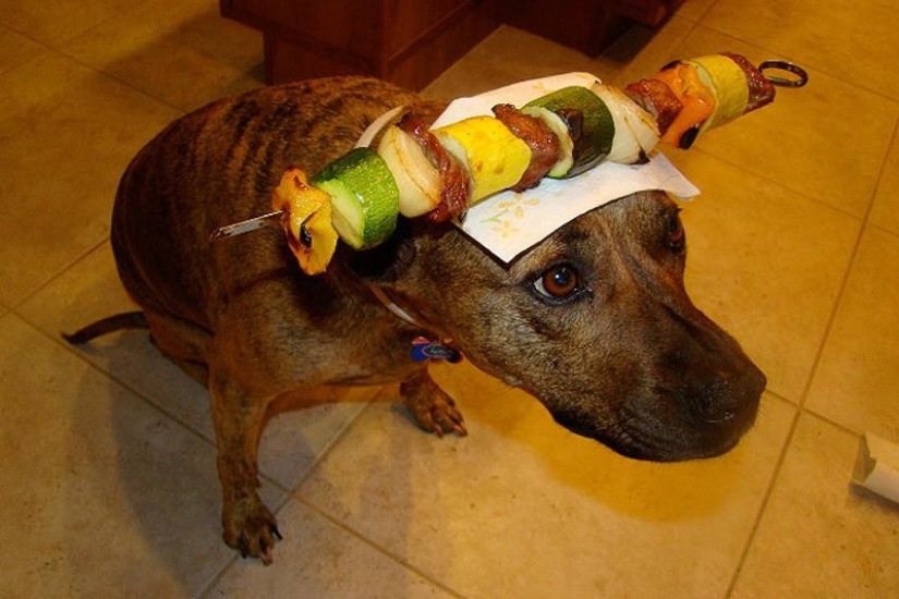 My master is an idiot!