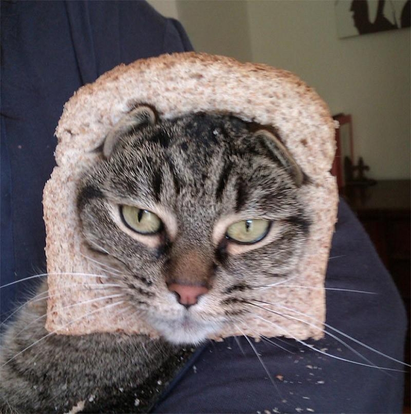 My master is an idiot!