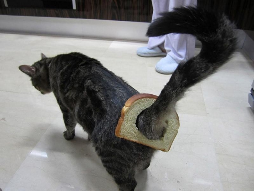 My master is an idiot!