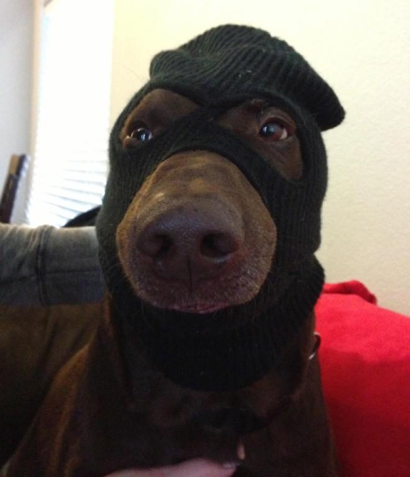 My master is an idiot!