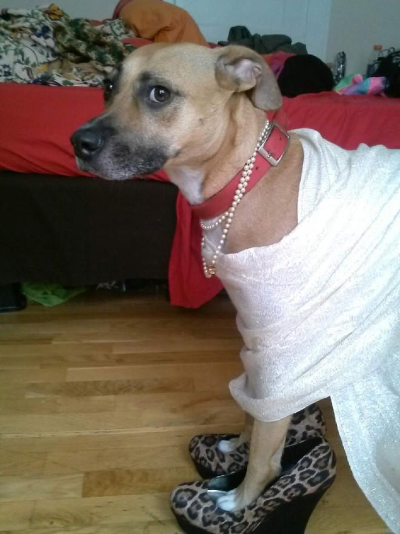 My master is an idiot!