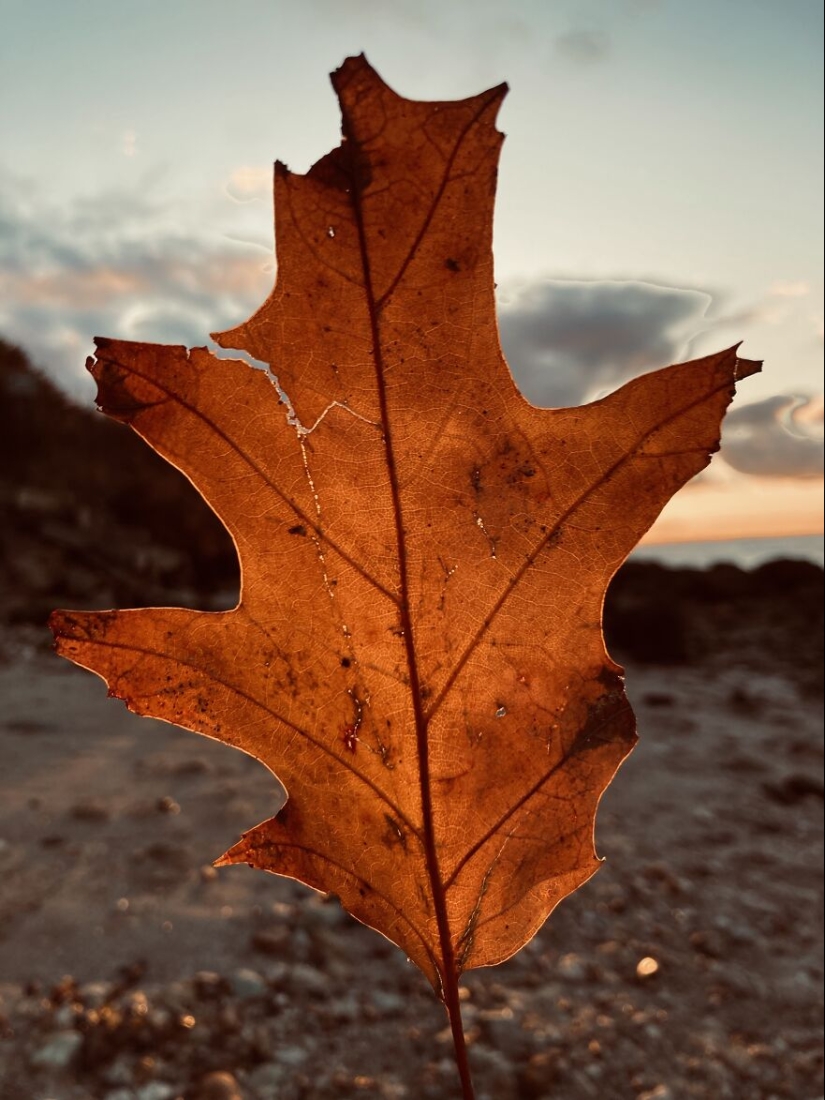 My Phone Photography Tips