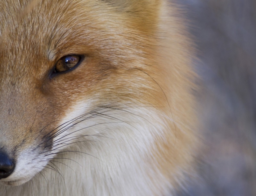 National Geographic Photo Contest 2013