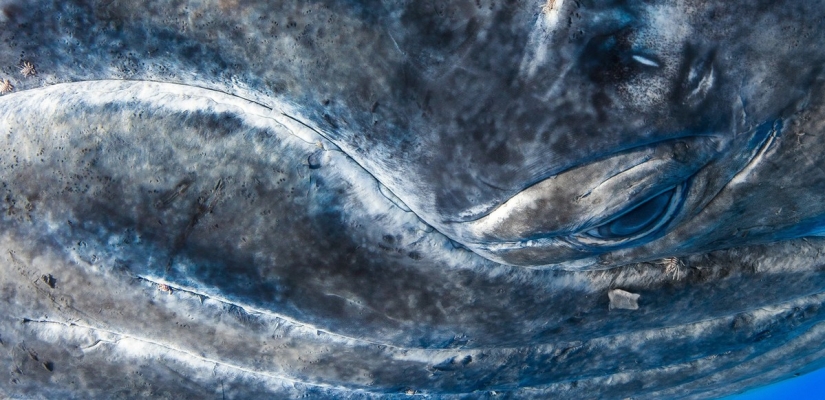 National Geographic Photo Contest 2013