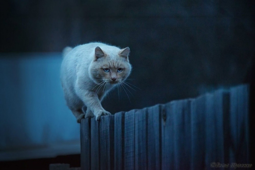 National Geographic's Best Shots of the Year National Geographic's Best Shots of the Year