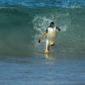 National Geographic's Best Shots of the Year