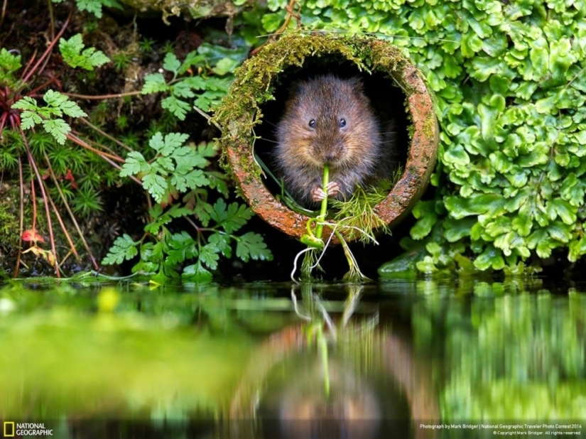 National Geographic's Best Shots of the Year National Geographic's Best Shots of the Year