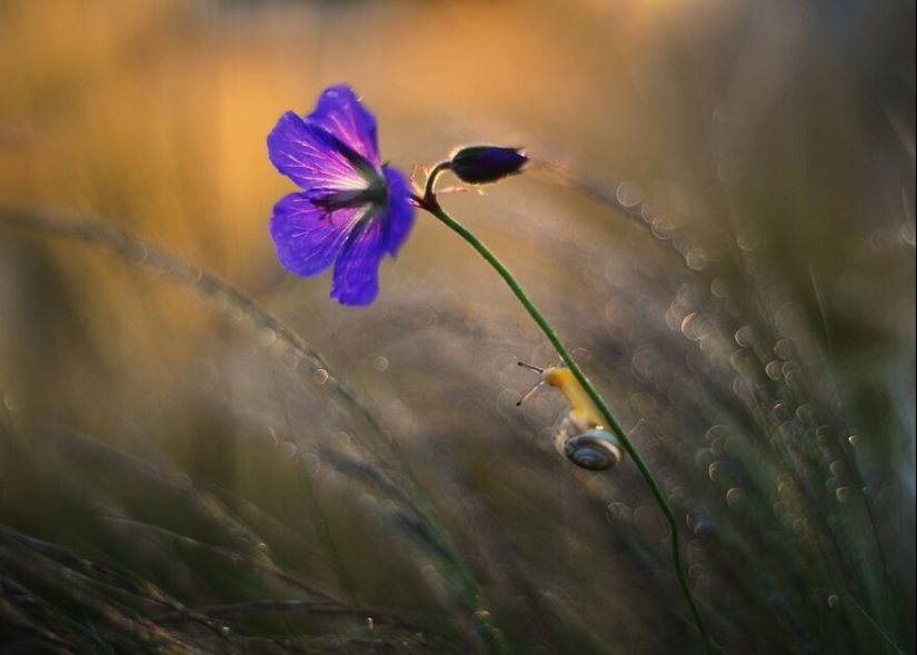 Naturaleza en primavera, verano y otoño: mis 20 fotos mías