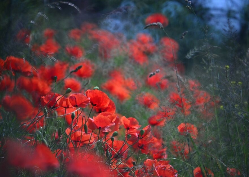 Nature In Spring, Summer, And Autumn: My 20 Photos By Me