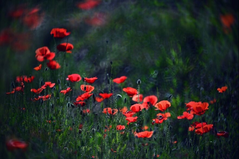 Nature In Spring, Summer, And Autumn: My 20 Photos By Me