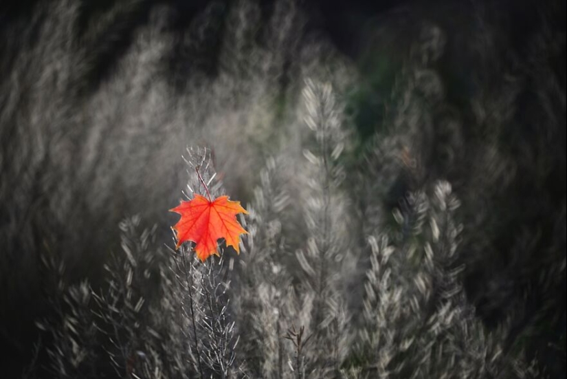 Nature In Spring, Summer, And Autumn: My 20 Photos By Me