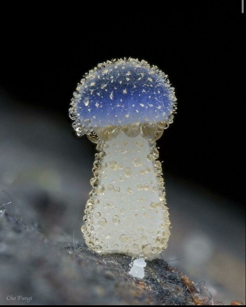 Nature's inventor: 10 mushrooms with an amazing "design"