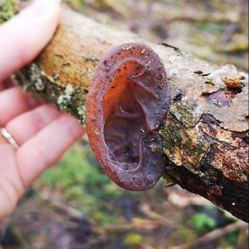 Nature's inventor: 10 mushrooms with an amazing "design"