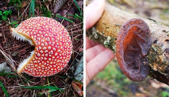 Nature's inventor: 10 mushrooms with an amazing "design" Nature's inventor: 10 mushrooms with an amazing "design"