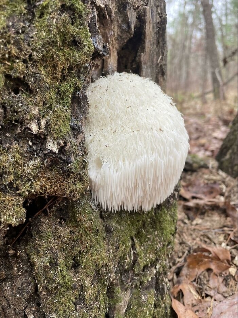 Nature's inventor: 10 mushrooms with an amazing "design"