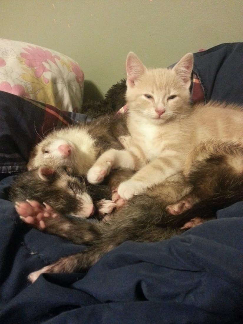 Ned es un gatito amigo de los hurones.