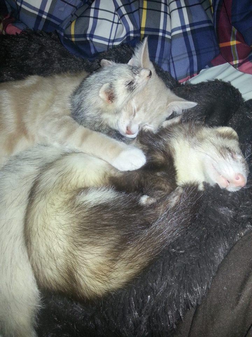 Ned es un gatito amigo de los hurones.