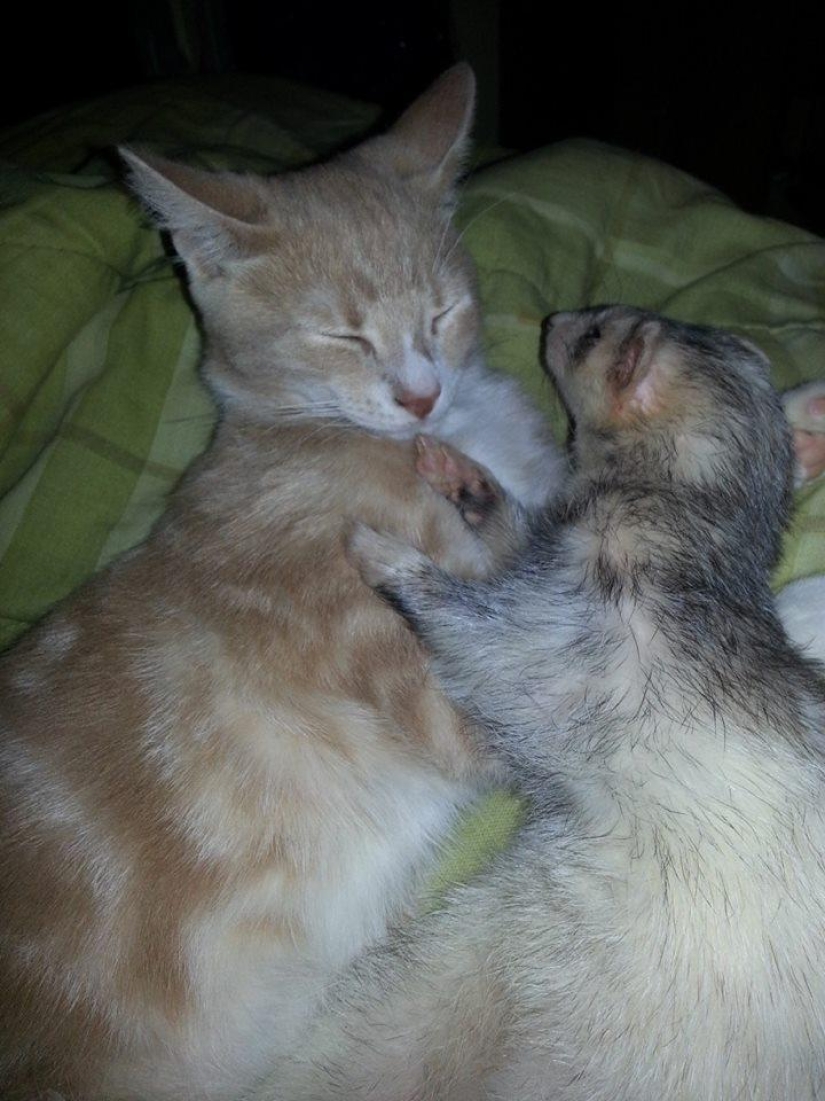 Ned es un gatito amigo de los hurones.