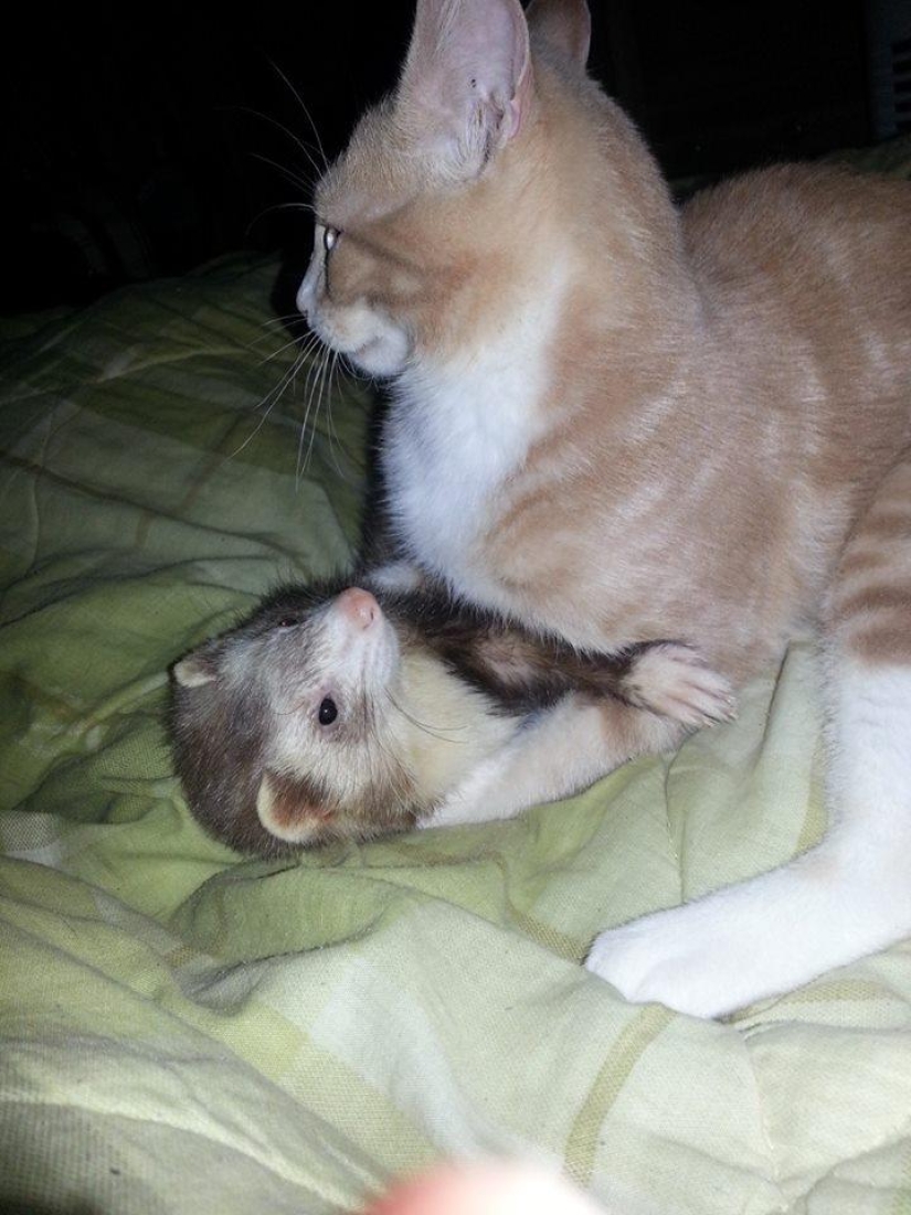 Ned es un gatito amigo de los hurones.