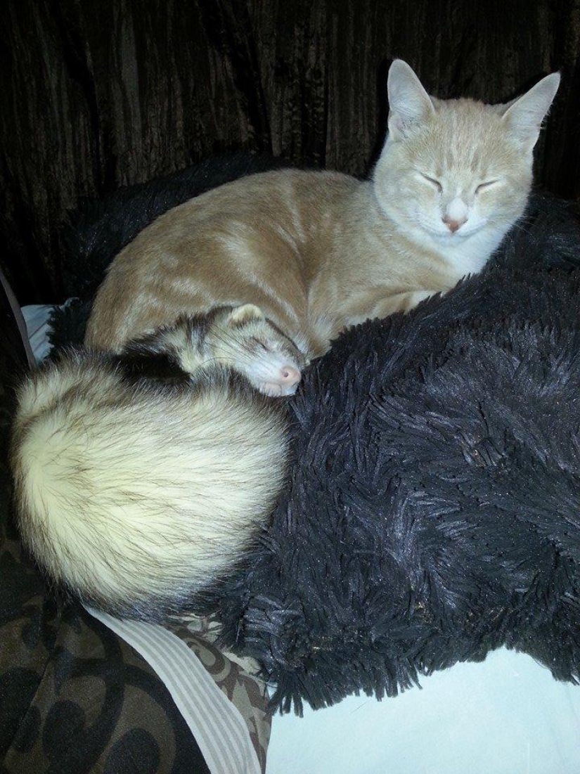 Ned es un gatito amigo de los hurones.