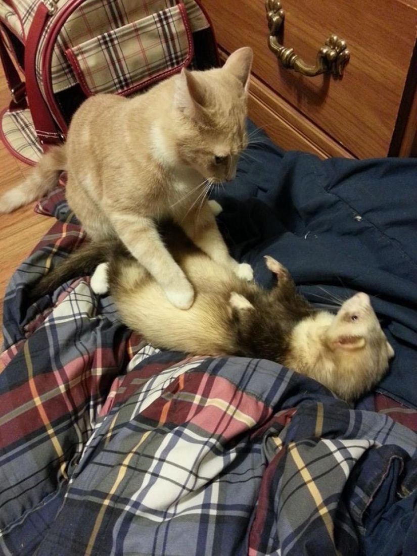 Ned es un gatito amigo de los hurones.