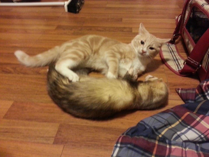 Ned es un gatito amigo de los hurones.