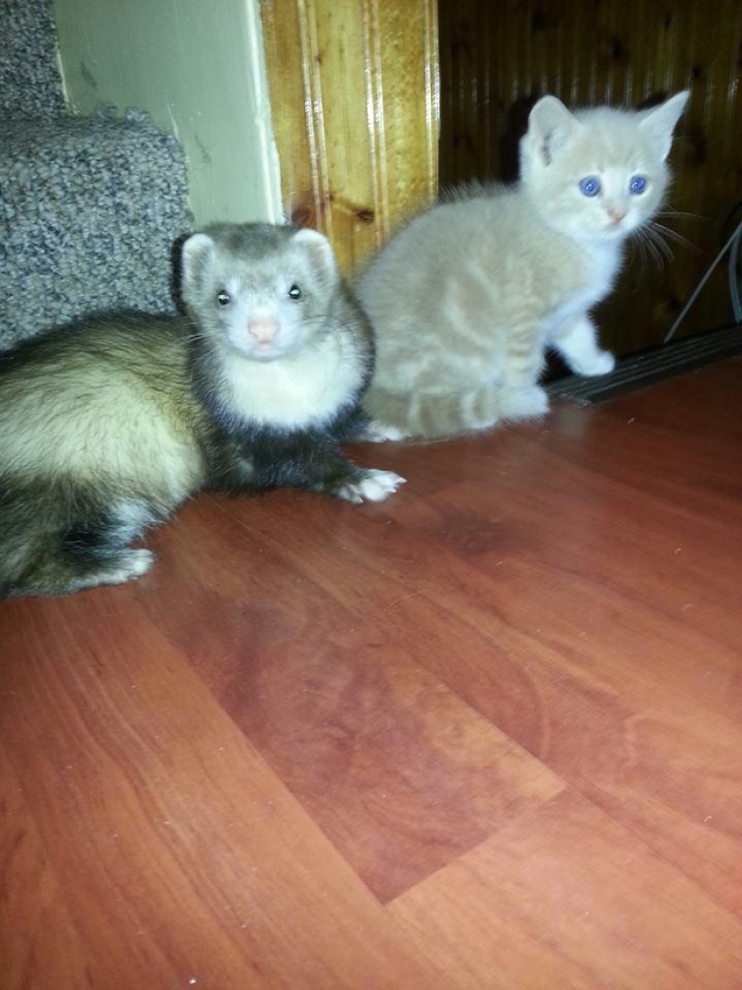 Ned es un gatito amigo de los hurones.