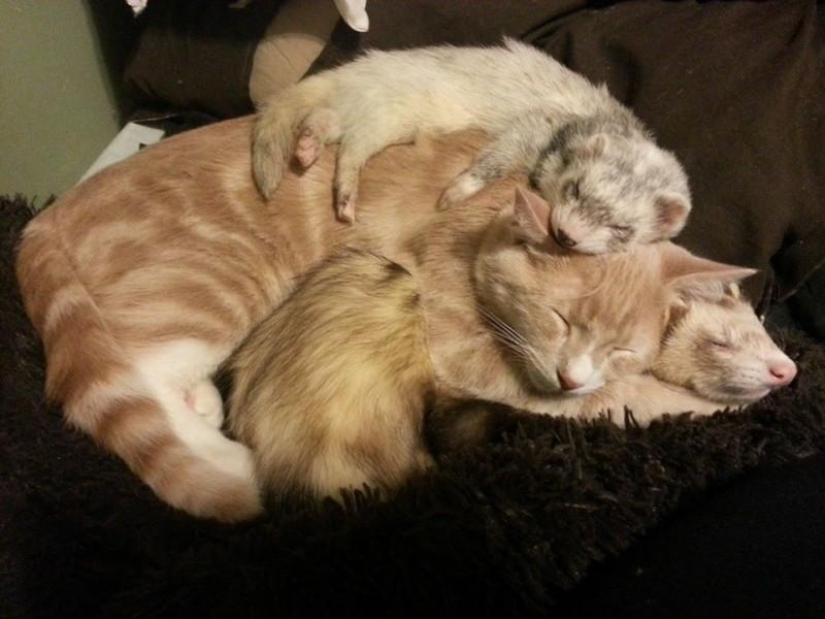 Ned is a kitten who is friends with ferrets Ned is a kitten who is friends with ferrets