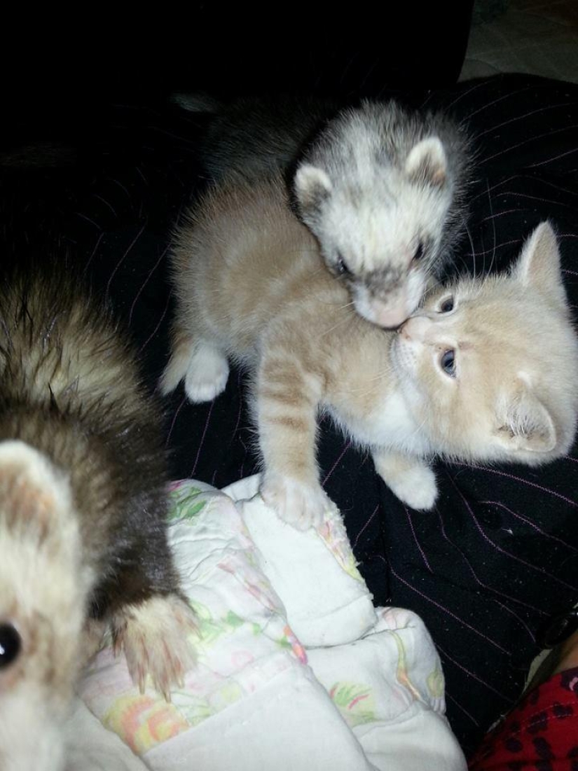 Ned is a kitten who is friends with ferrets Ned is a kitten who is friends with ferrets